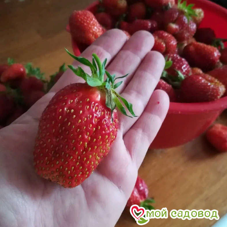 Клубника Вилма