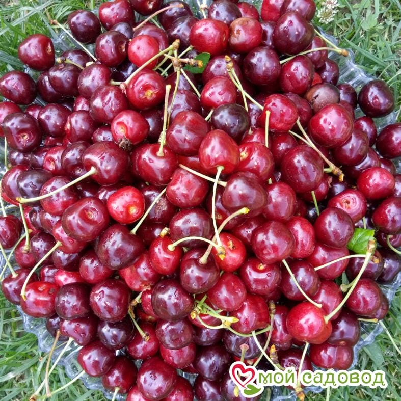 Черешня Наполеон