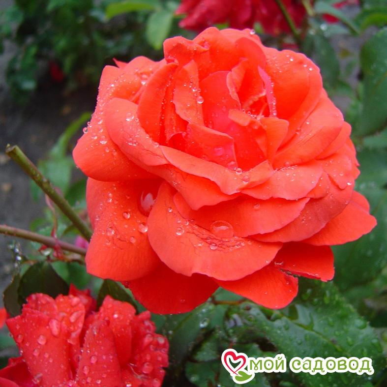 Роза Анжелика