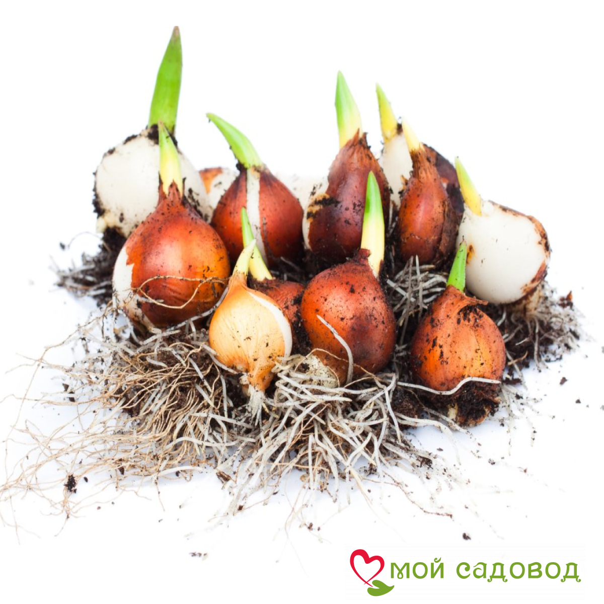 Тюльпан попугайный Дикий Лепесток